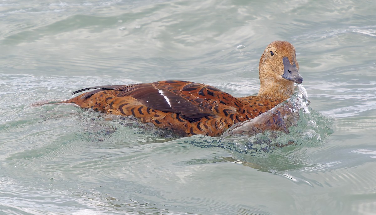 Éider Real - ML645552427