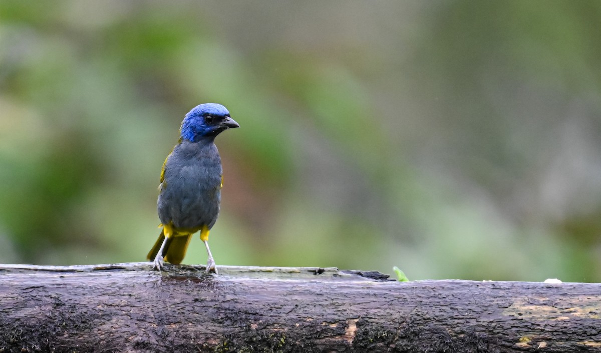 Blue-capped Tanager - ML645552428