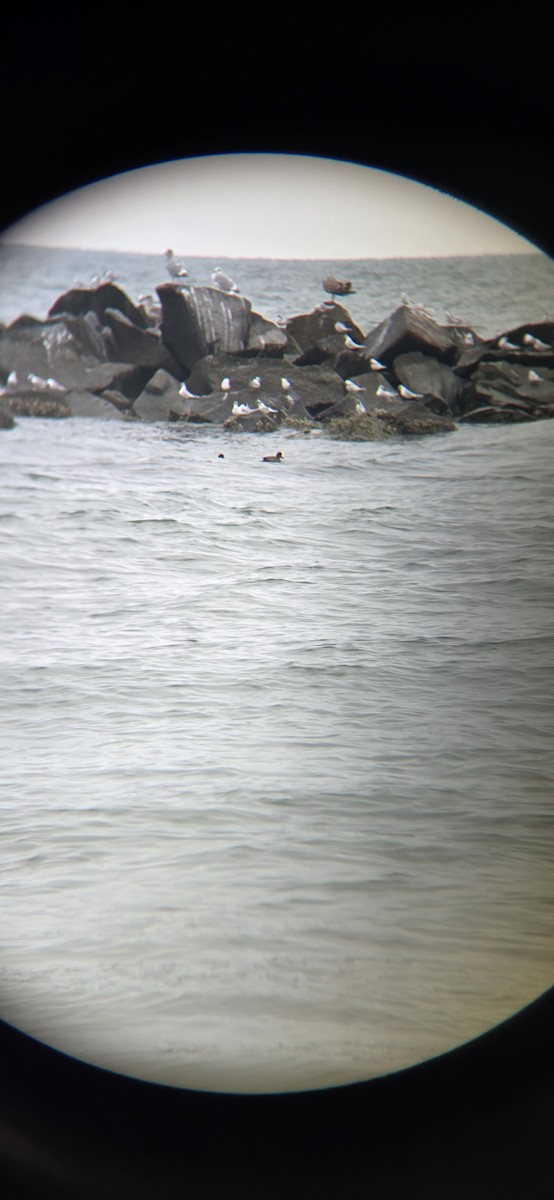 Ring-necked Duck - ML645552444