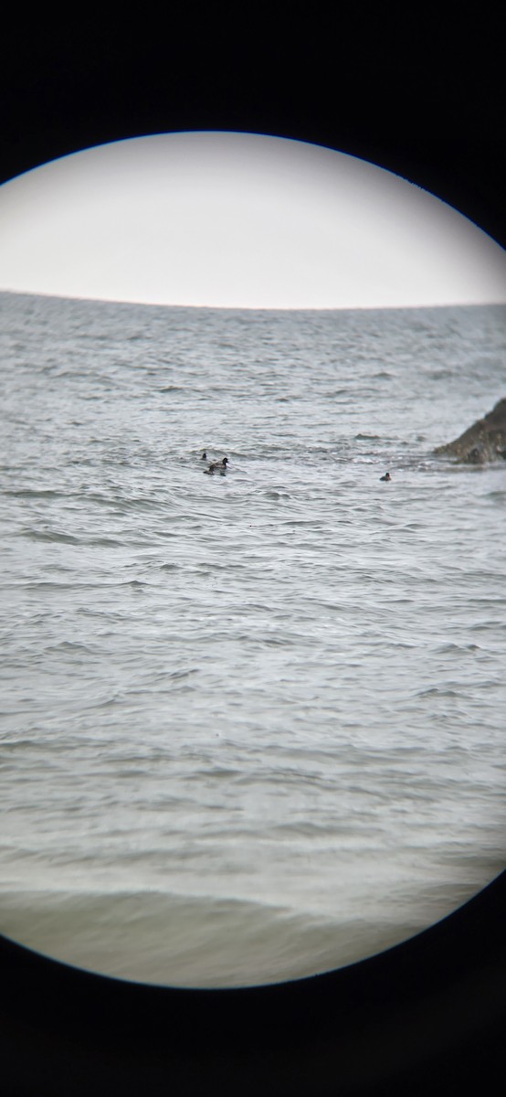 Ring-necked Duck - ML645552445