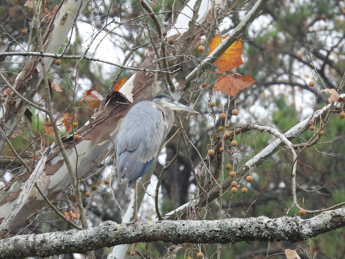 Great Blue Heron - ML645552448