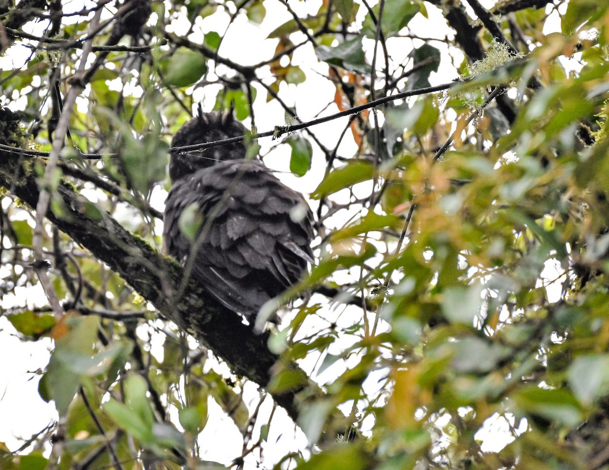 Stygian Owl - ML645552456