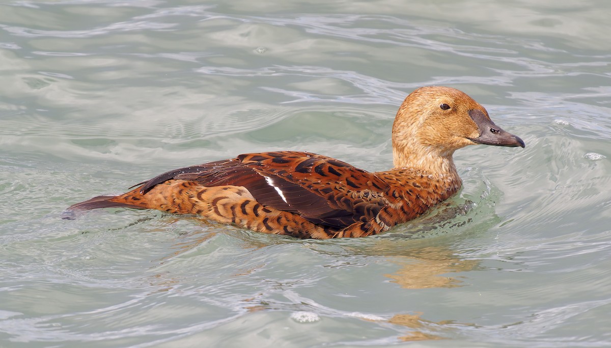 Éider Real - ML645552464