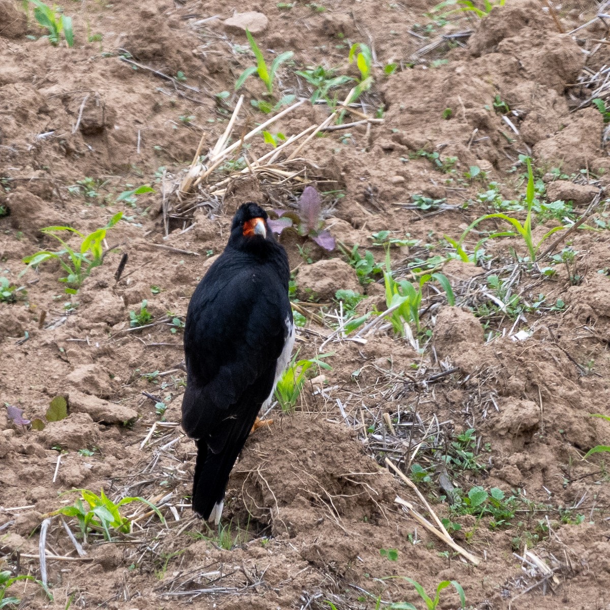 Mountain Caracara - ML645552467