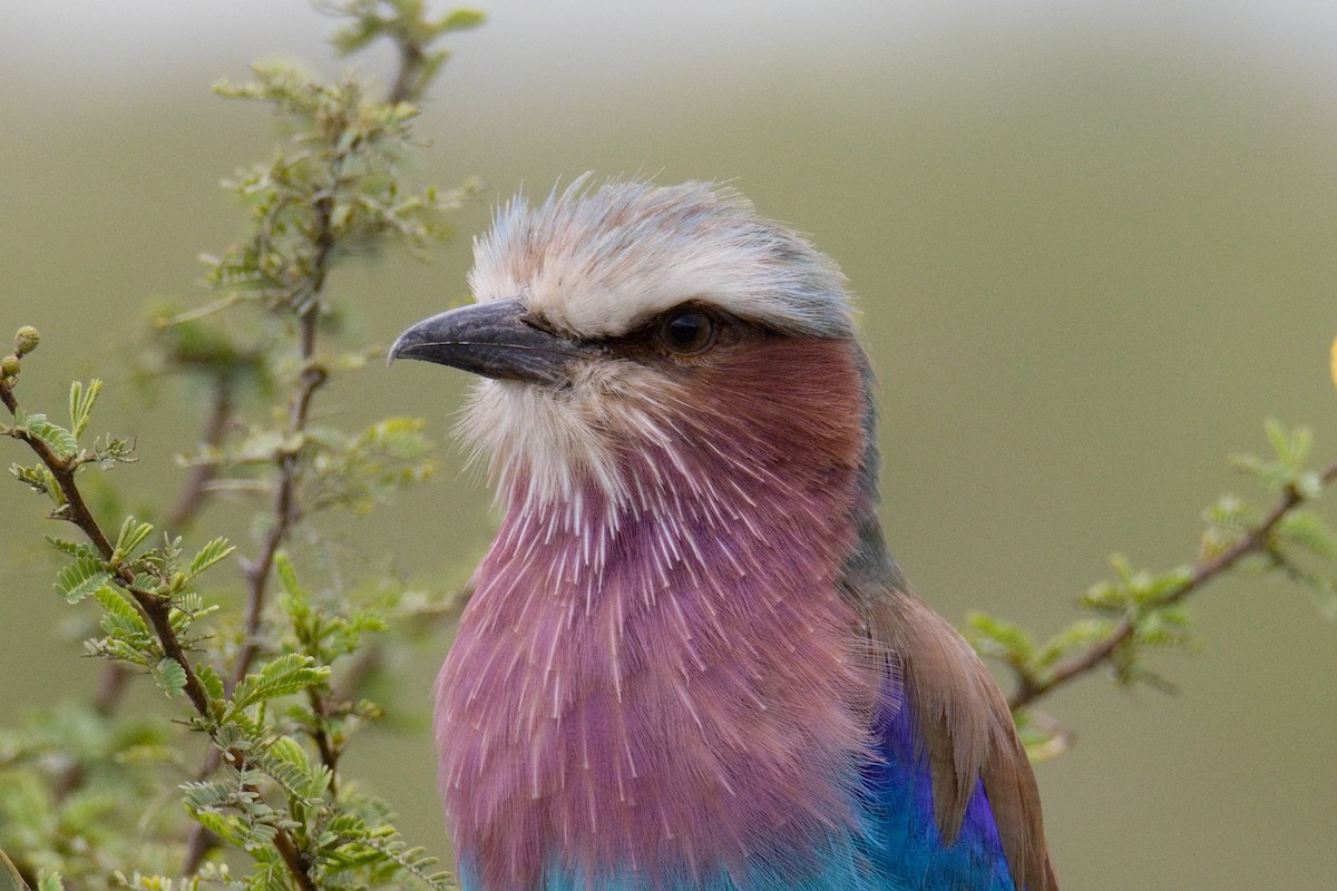 Lilac-breasted Roller - ML645552471