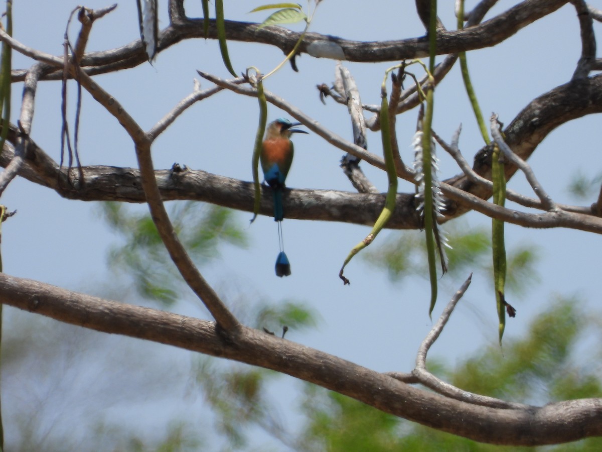 Turquoise-browed Motmot - ML645552472