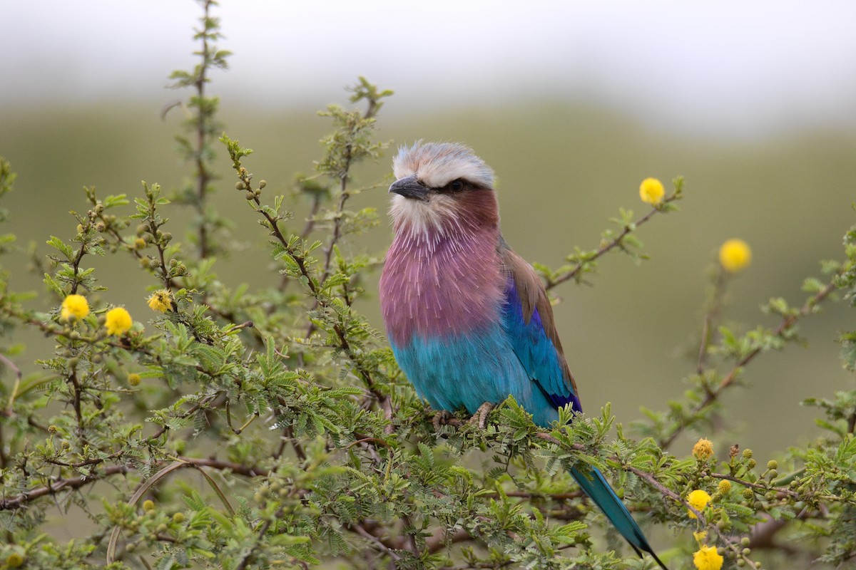Lilac-breasted Roller - ML645552474
