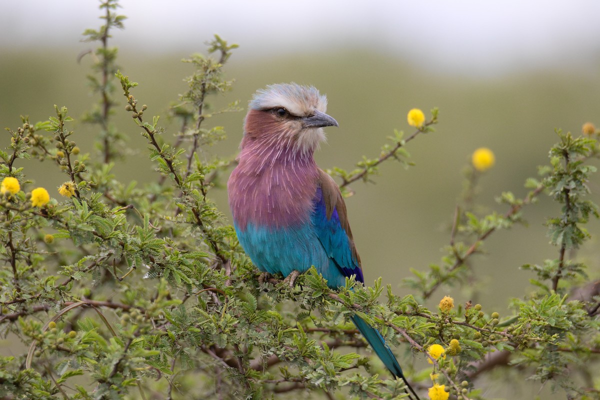 Lilac-breasted Roller - ML645552475