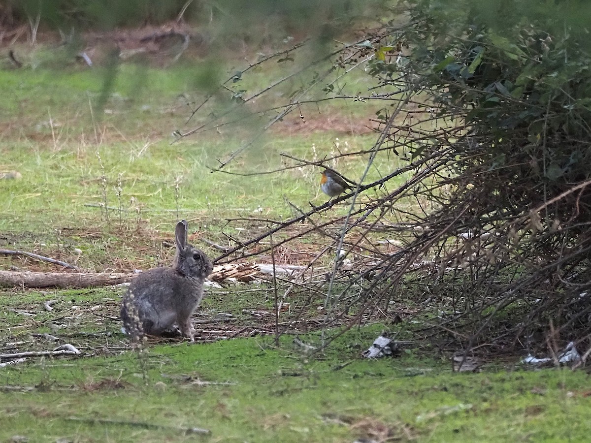 Wild European rabbit - ML645552476