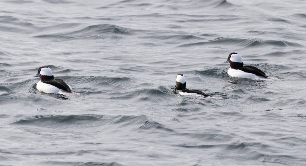Bufflehead - ML645552483