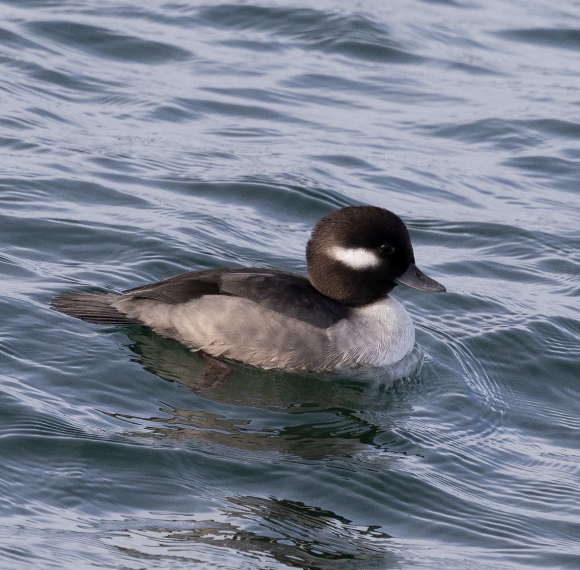 Bufflehead - ML645552484
