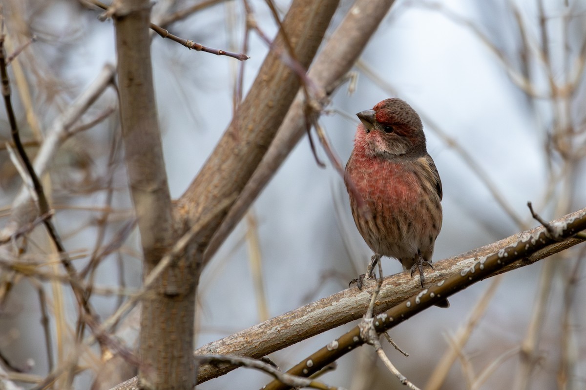 House Finch - ML645552485