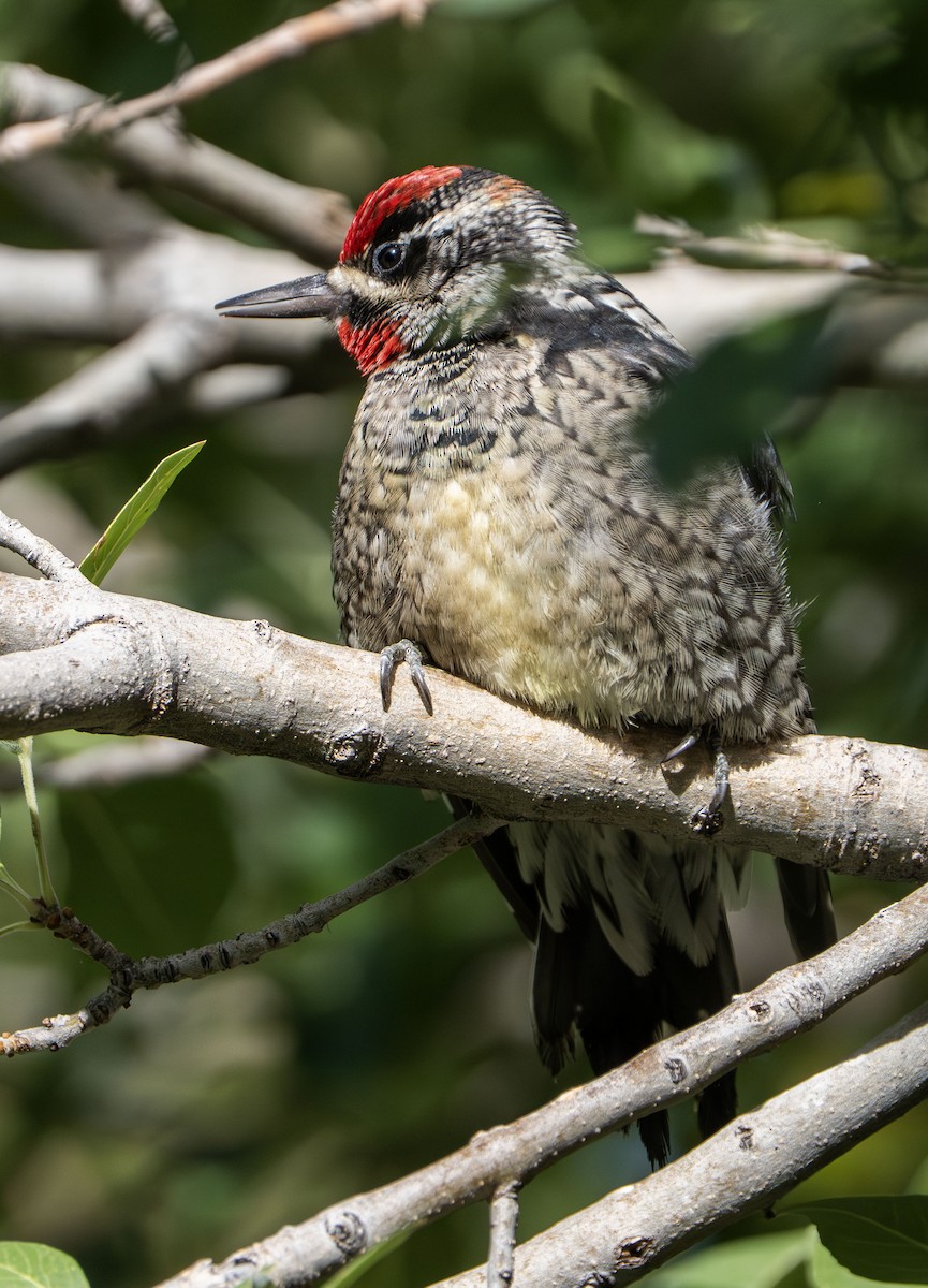 Red-naped Sapsucker - ML645552486