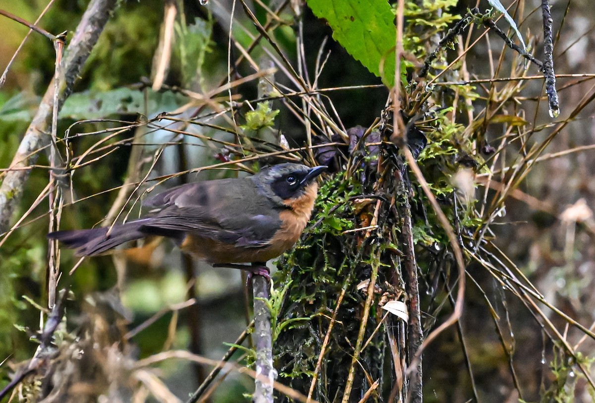 Black-eared Hemispingus - ML645552487