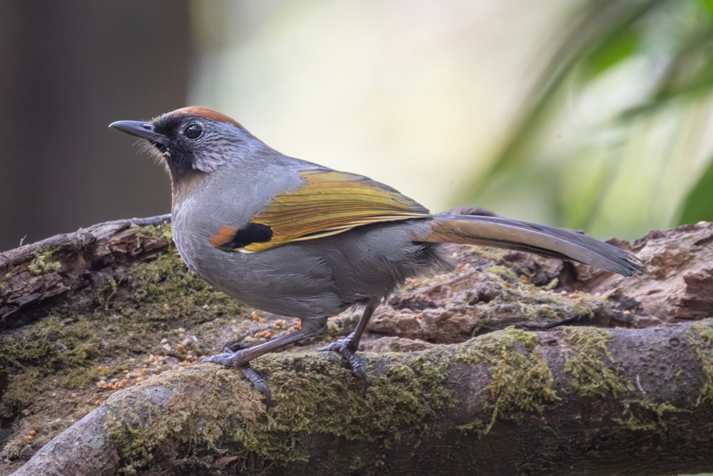 Silver-eared Laughingthrush - ML645552488