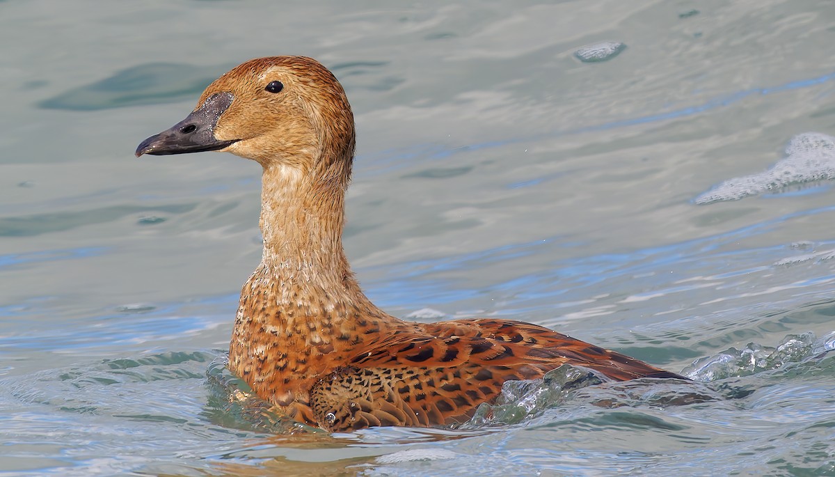 Éider Real - ML645552490