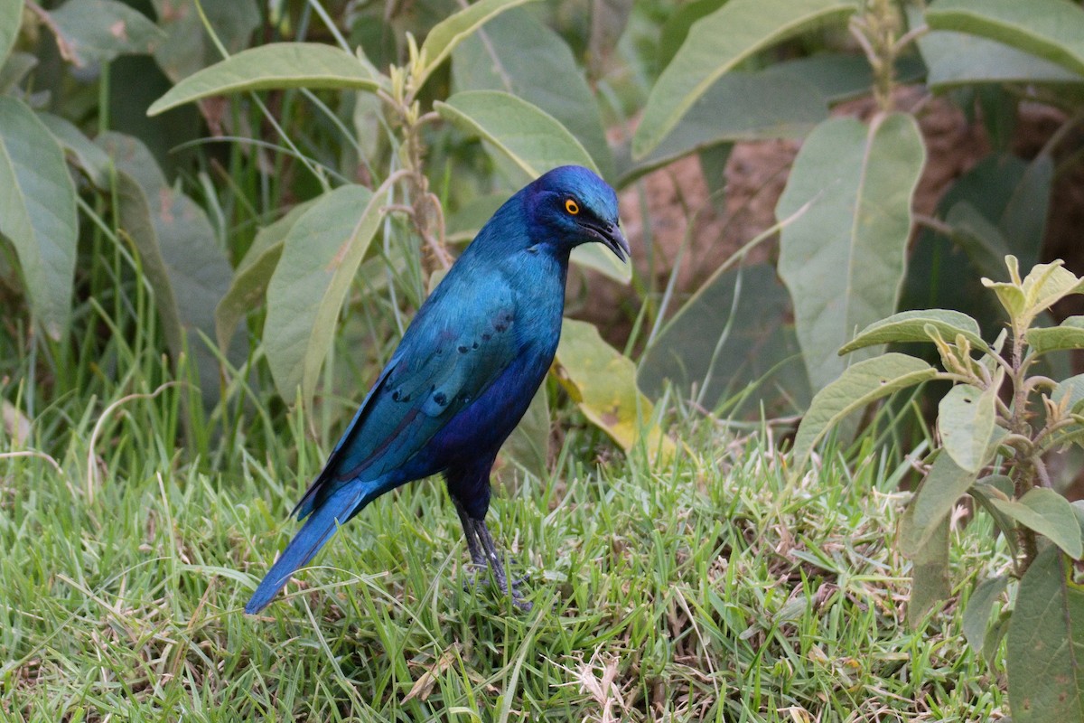 Büyük Mavikulak Sığırcık - ML645552497