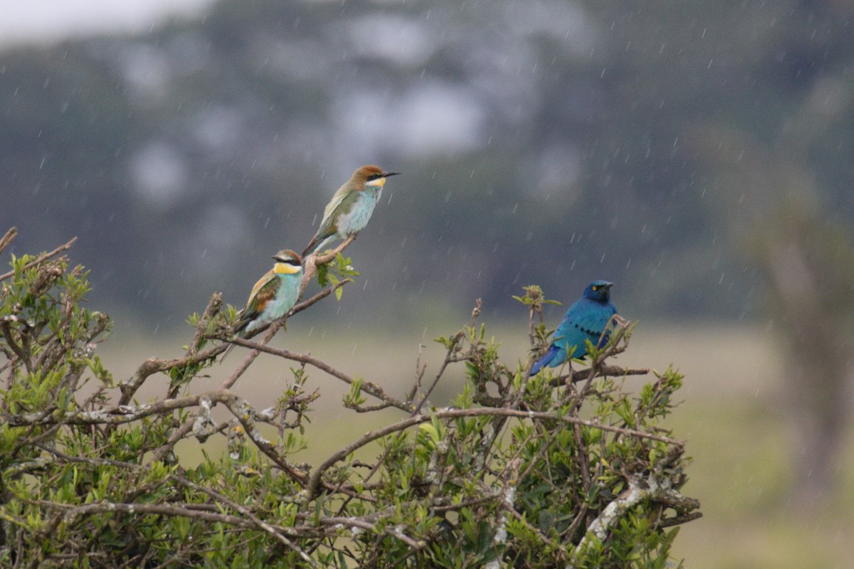 Büyük Mavikulak Sığırcık - ML645552498