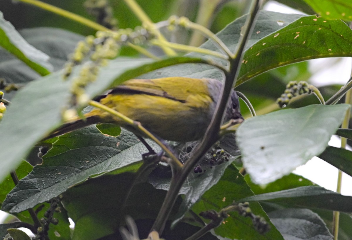 Capped Conebill - ML645552500