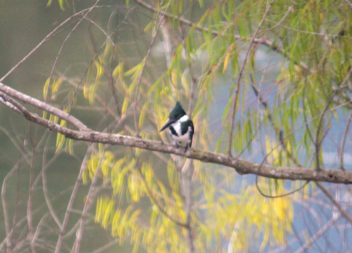 Amazon Kingfisher - ML645552505