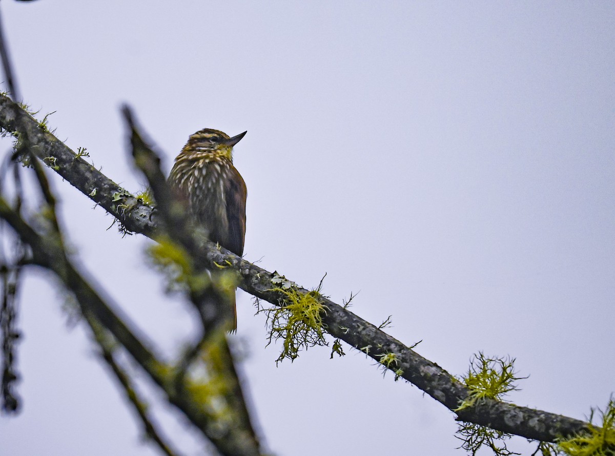 Streaked Xenops - ML645552512