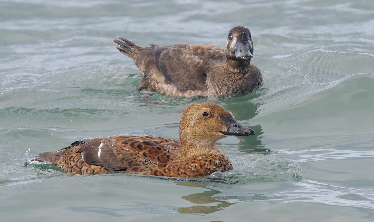 Éider Real - ML645552514