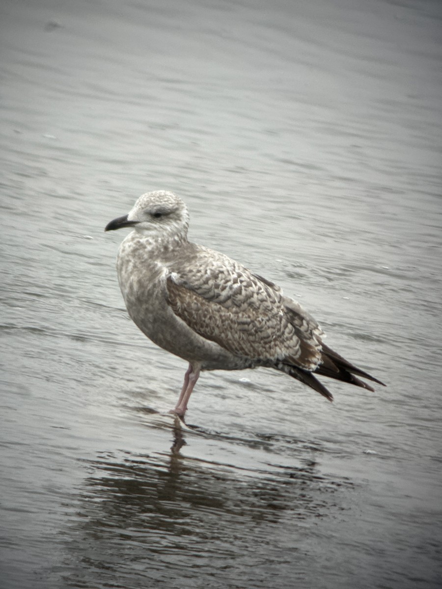 American Herring Gull - ML645552523