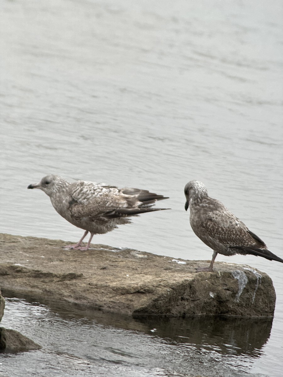 American Herring Gull - ML645552524
