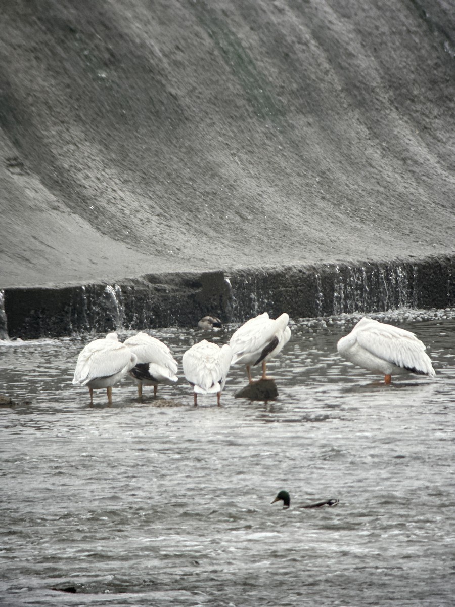 American White Pelican - ML645552532