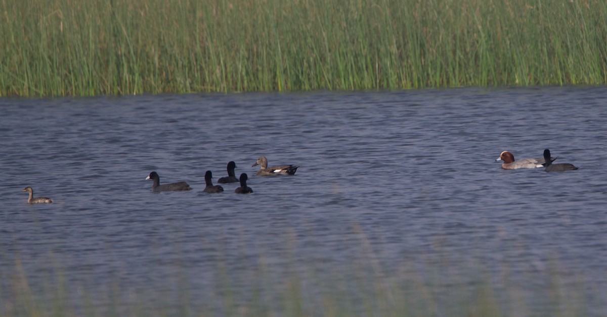 Свиязь - ML645552533