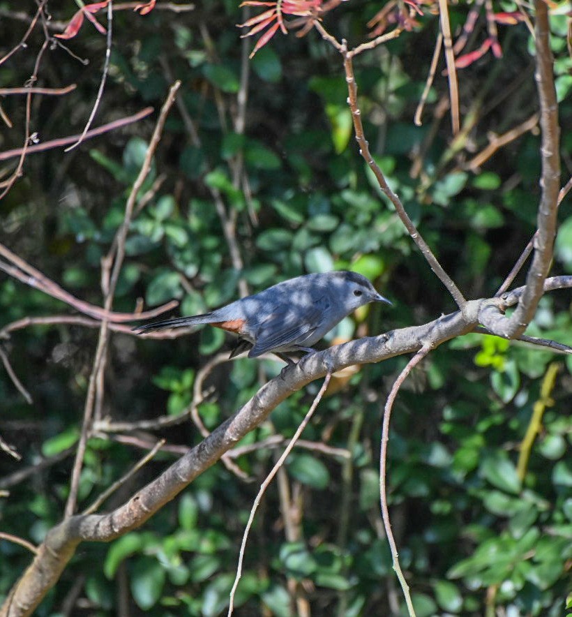ימימן אמריקני - ML645552536