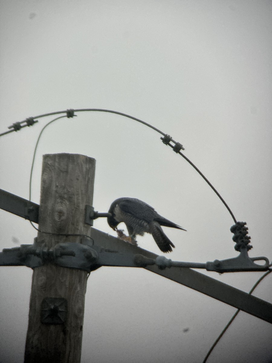 Peregrine Falcon - ML645552538