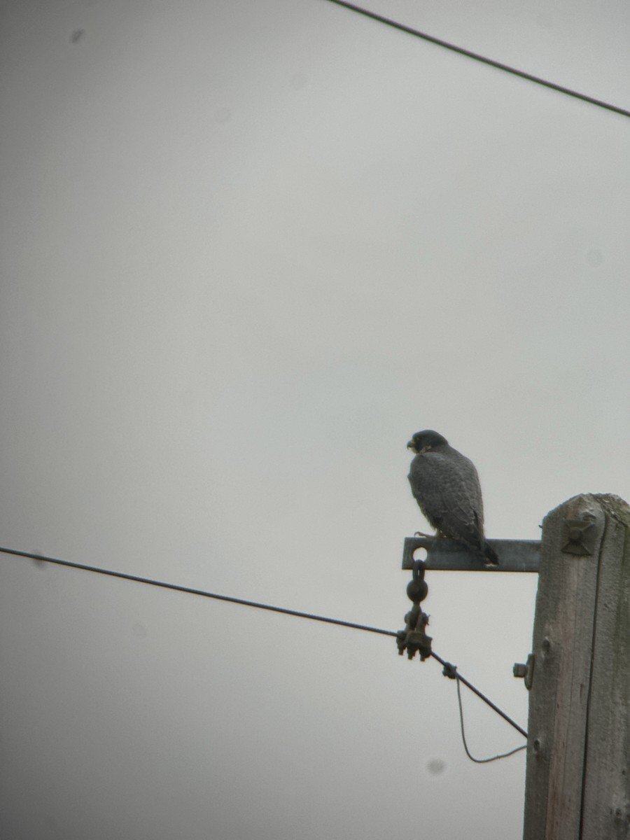 Peregrine Falcon - ML645552539