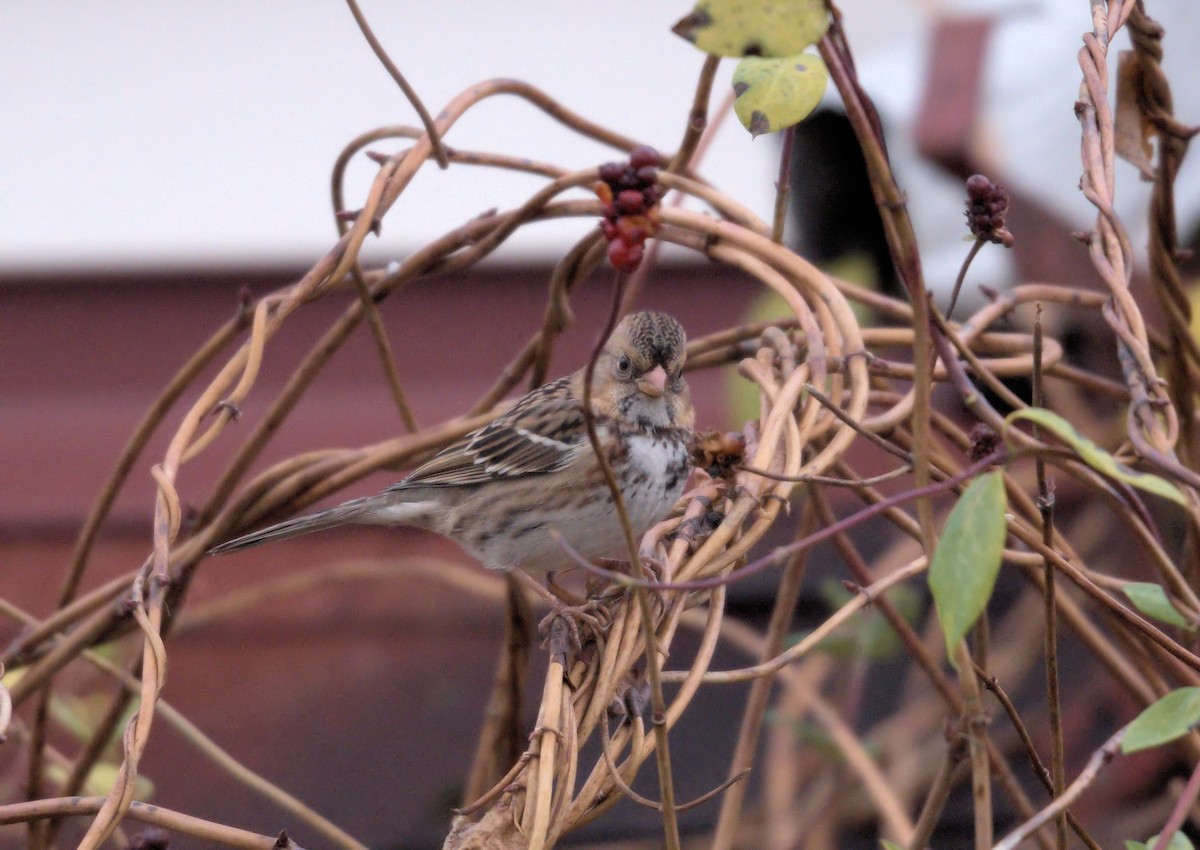 Harris's Sparrow - ML645552541