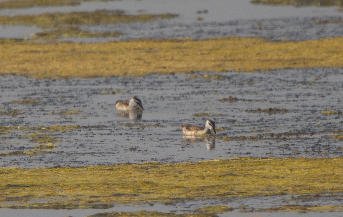 Хлопковый блестящий чирок - ML645552553