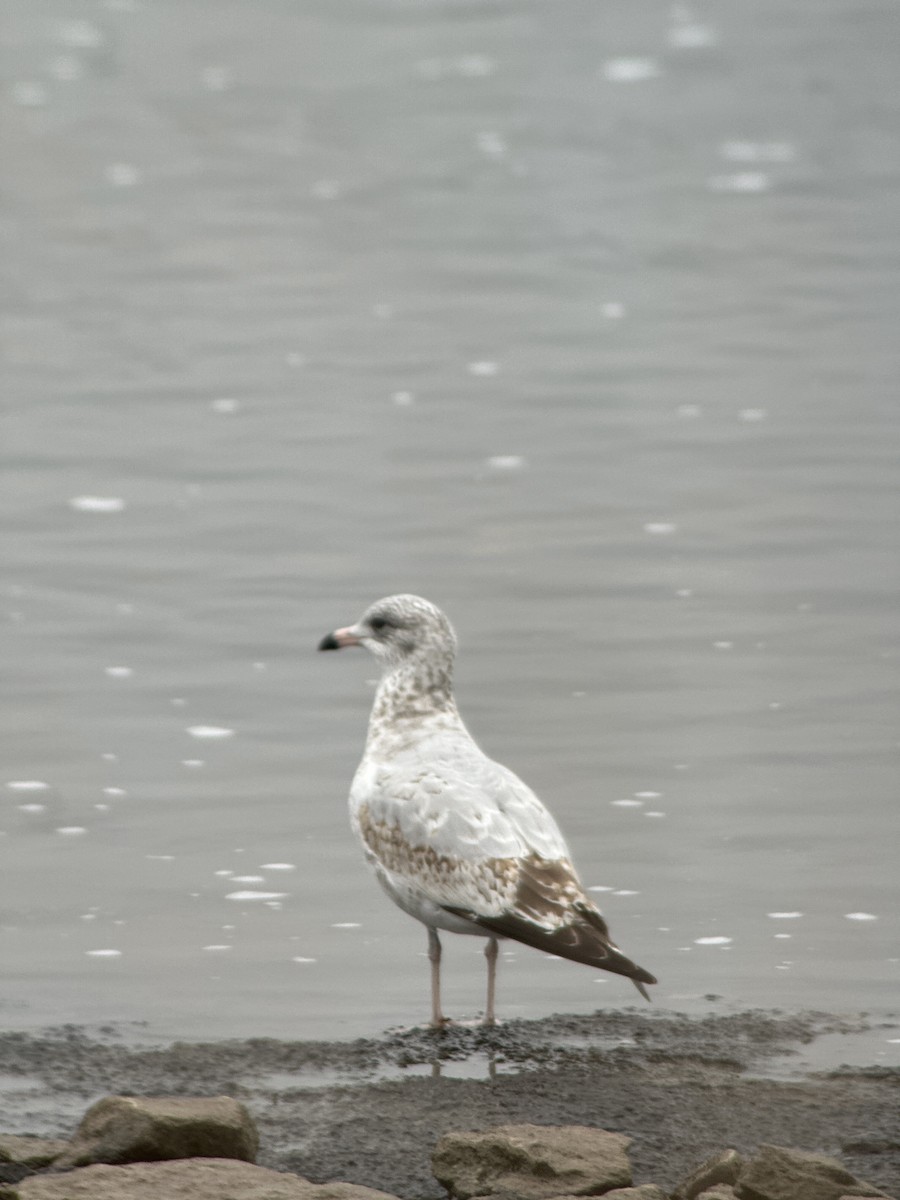 Ring-billed Gull - ML645552557