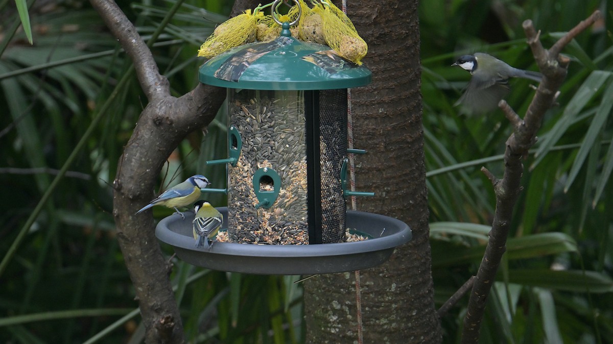 Eurasian Blue Tit - ML645552568