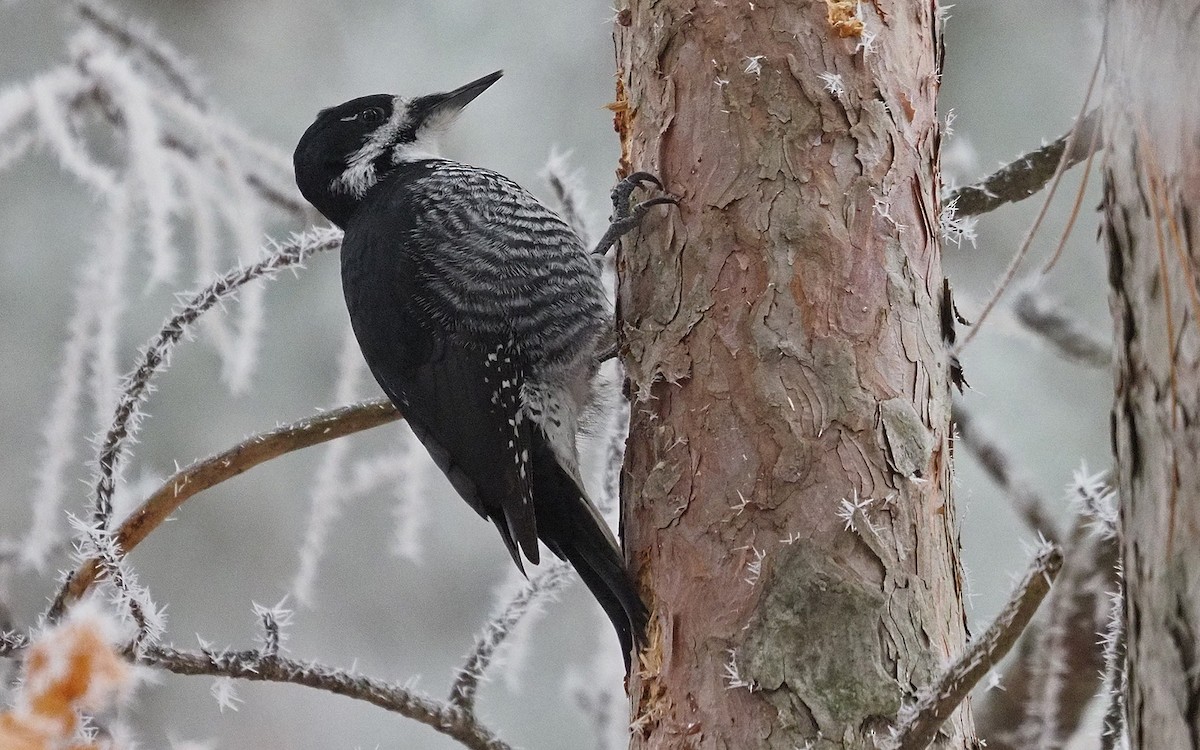 Black-backed Woodpecker - ML645552581