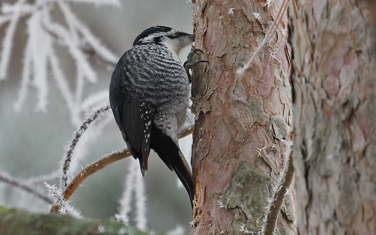 Black-backed Woodpecker - ML645552582