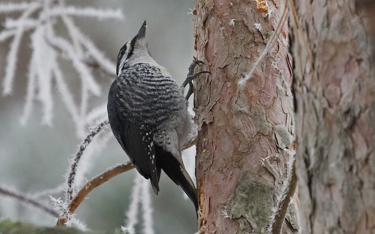 Black-backed Woodpecker - ML645552583