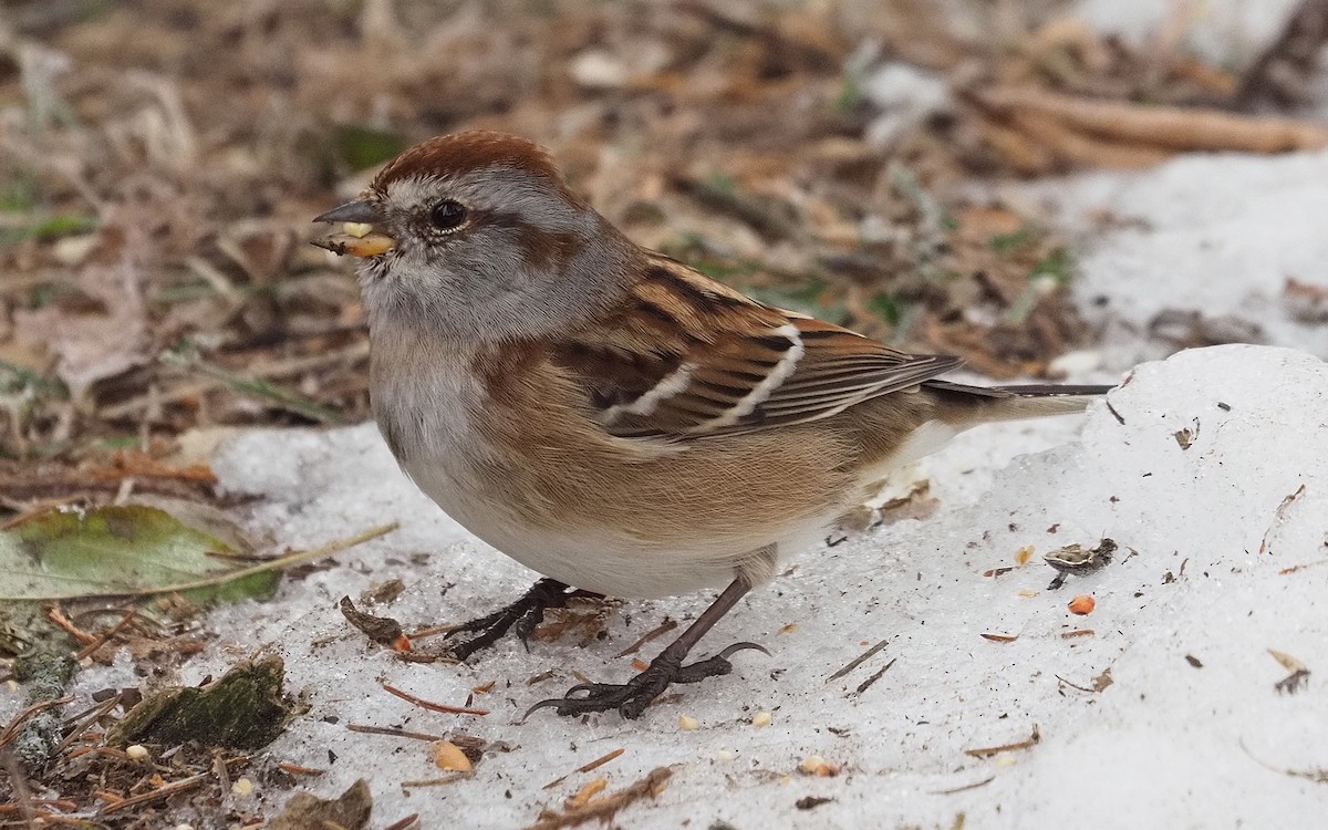 American Tree Sparrow - ML645552587