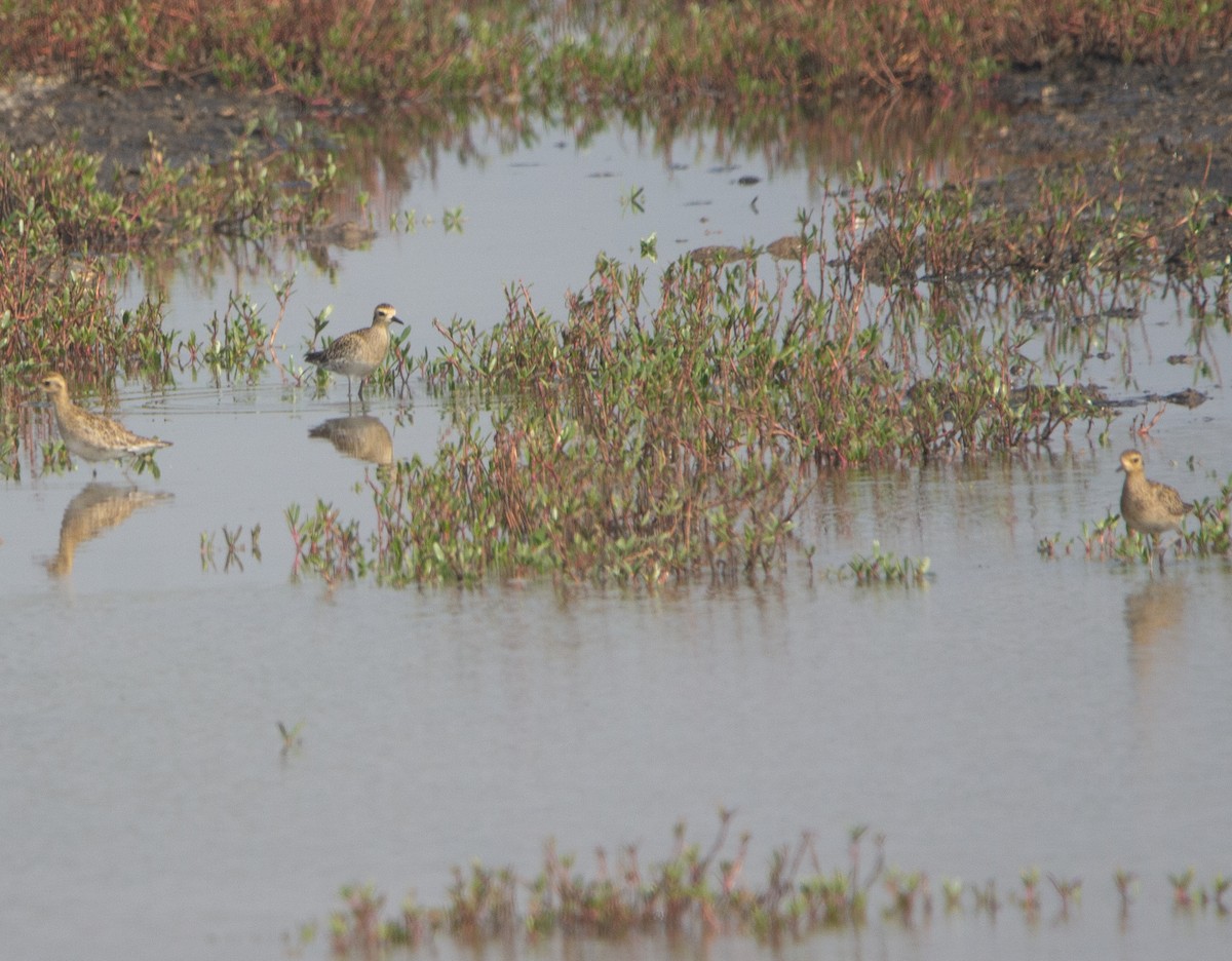 Тулес - ML645552595