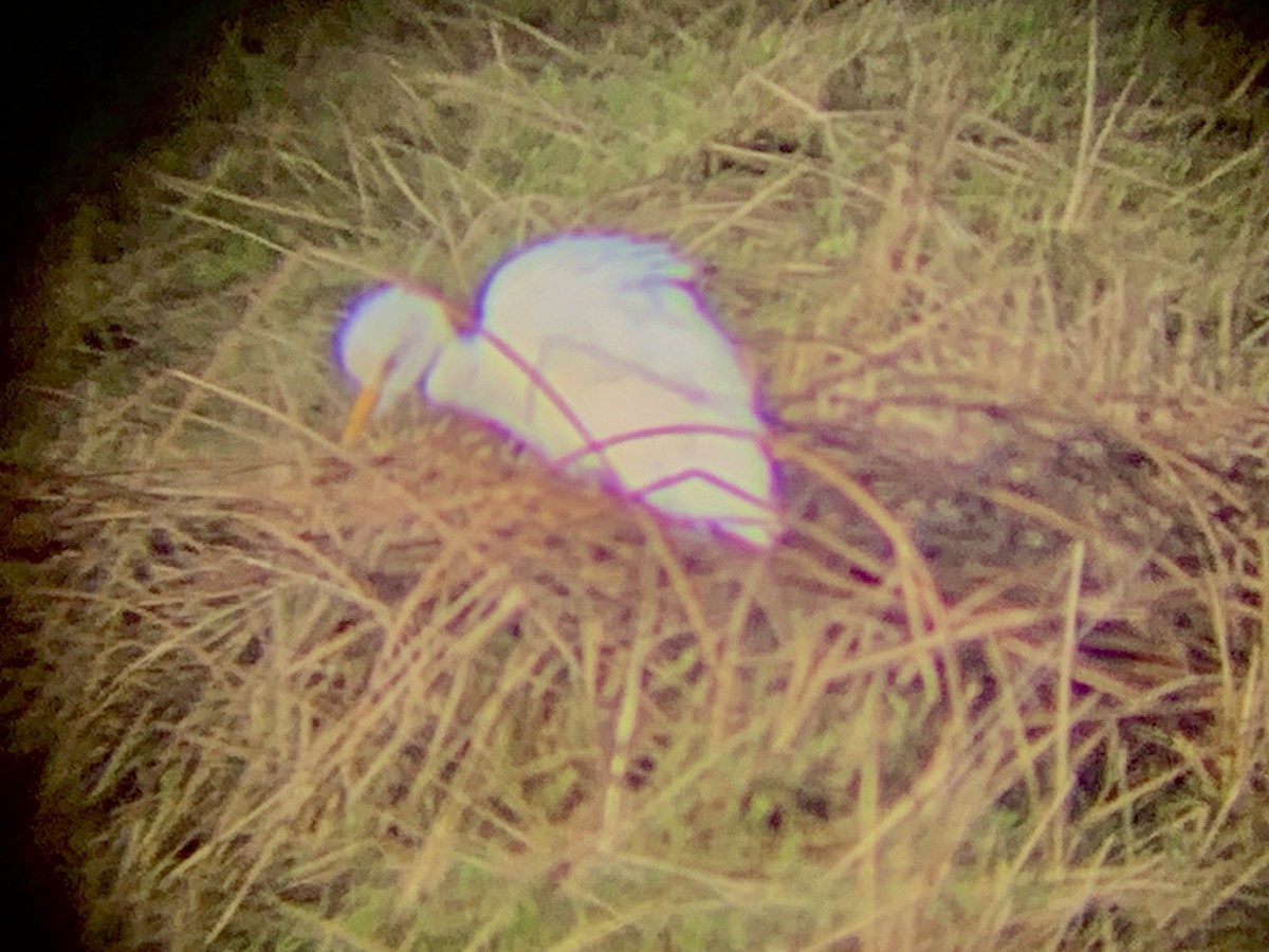 Western Cattle-Egret - ML645552596