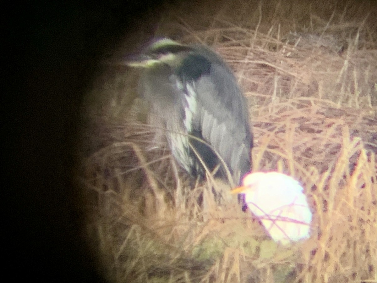 Western Cattle-Egret - ML645552597