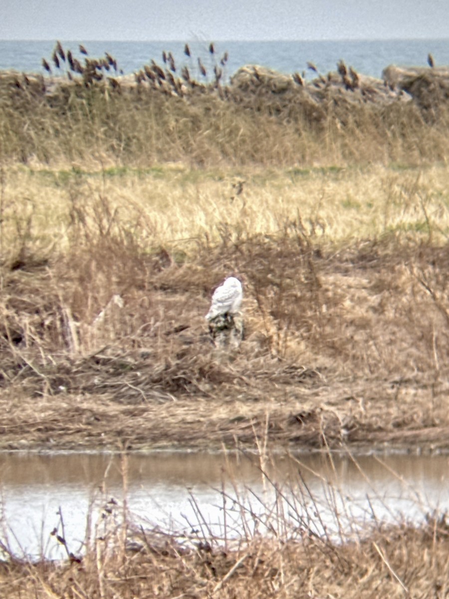 Snowy Owl - ML645552599