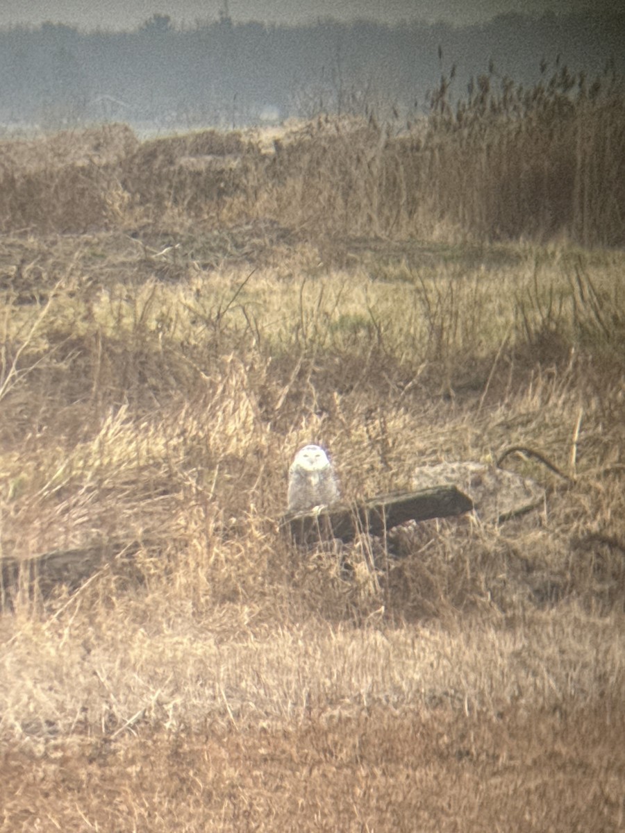 Snowy Owl - ML645552600