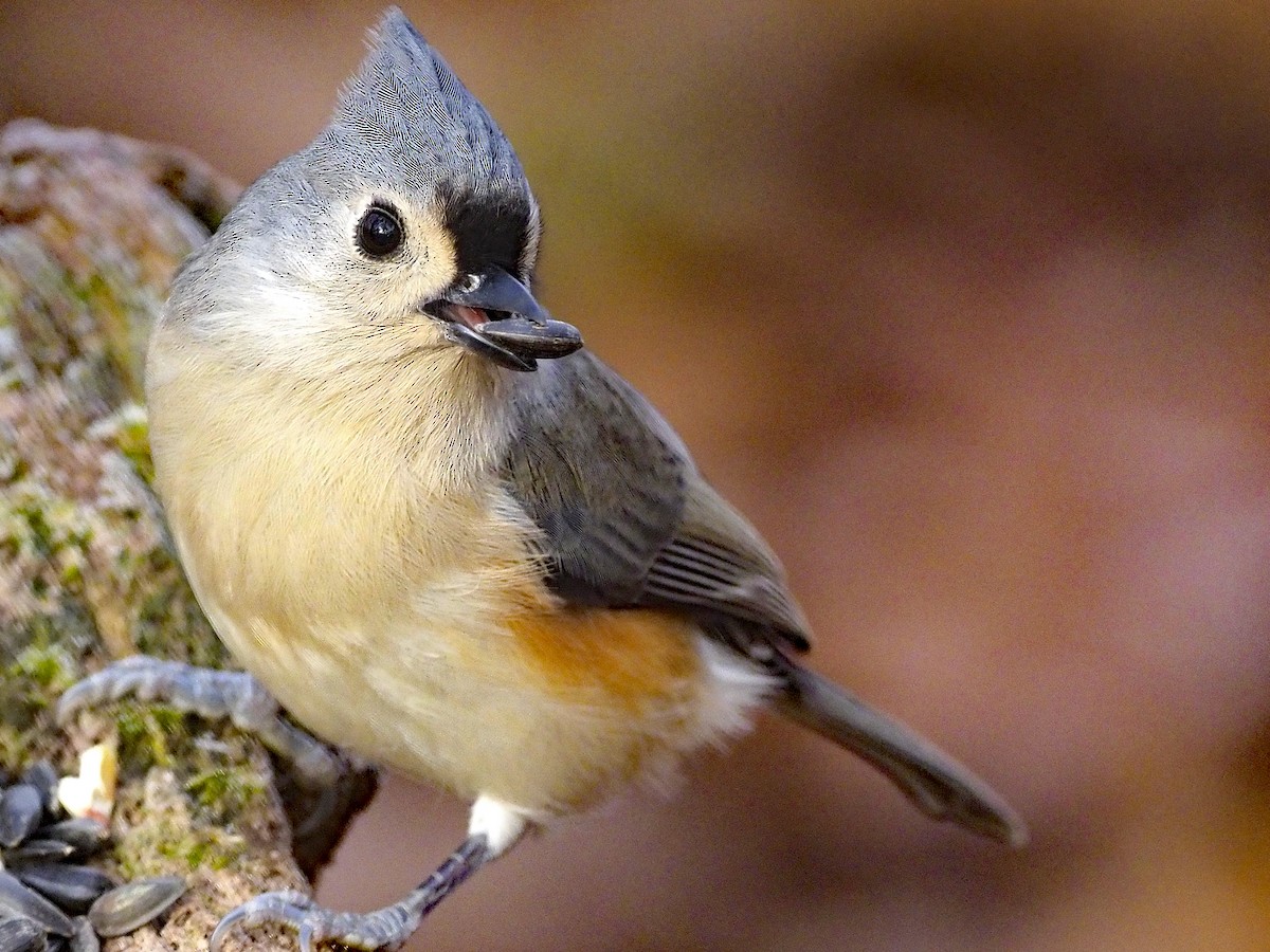 Tufted Titmouse - ML645552605