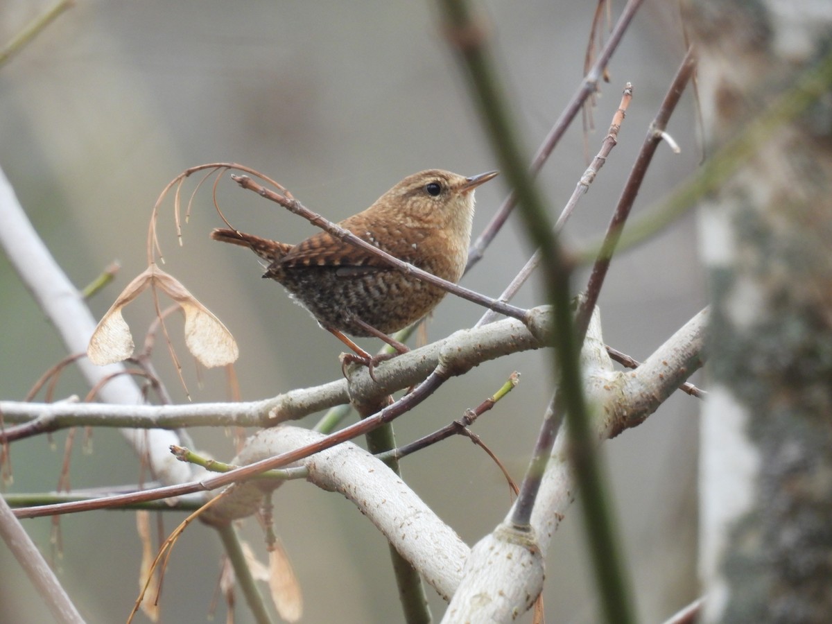 Winter Wren - ML645552609