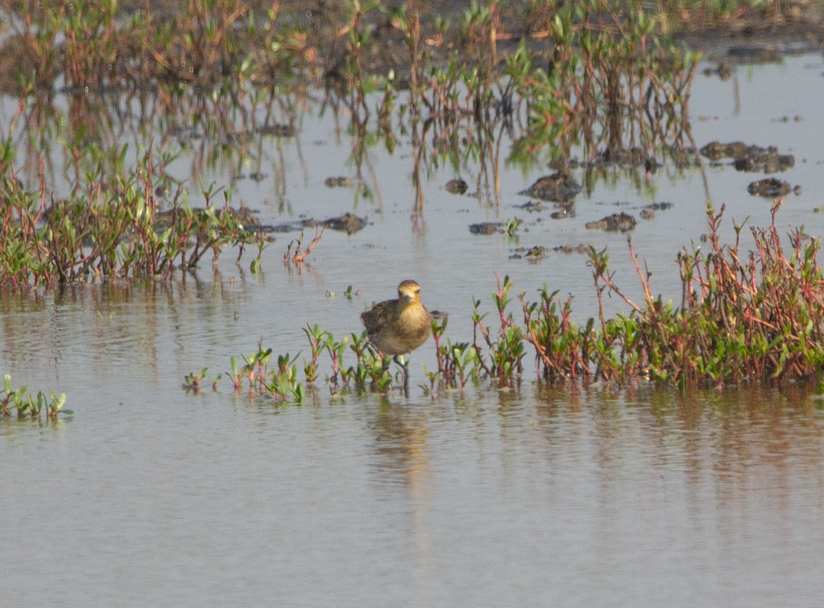 Бурокрылая ржанка - ML645552611