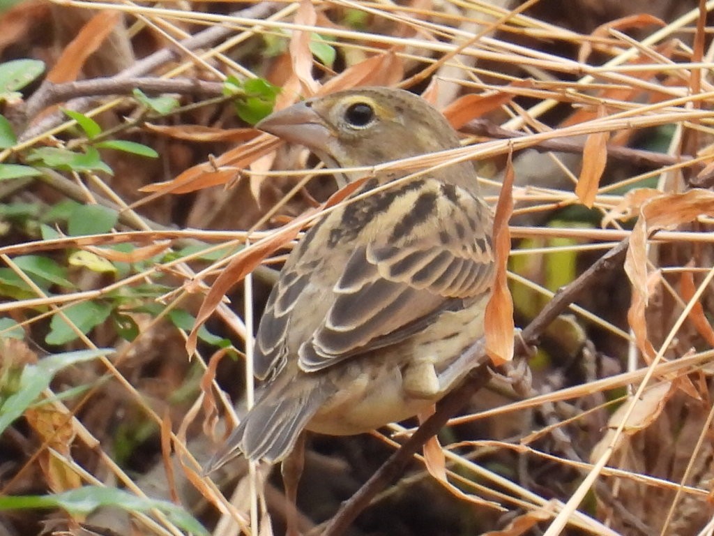 Dickcissel - ML645552618